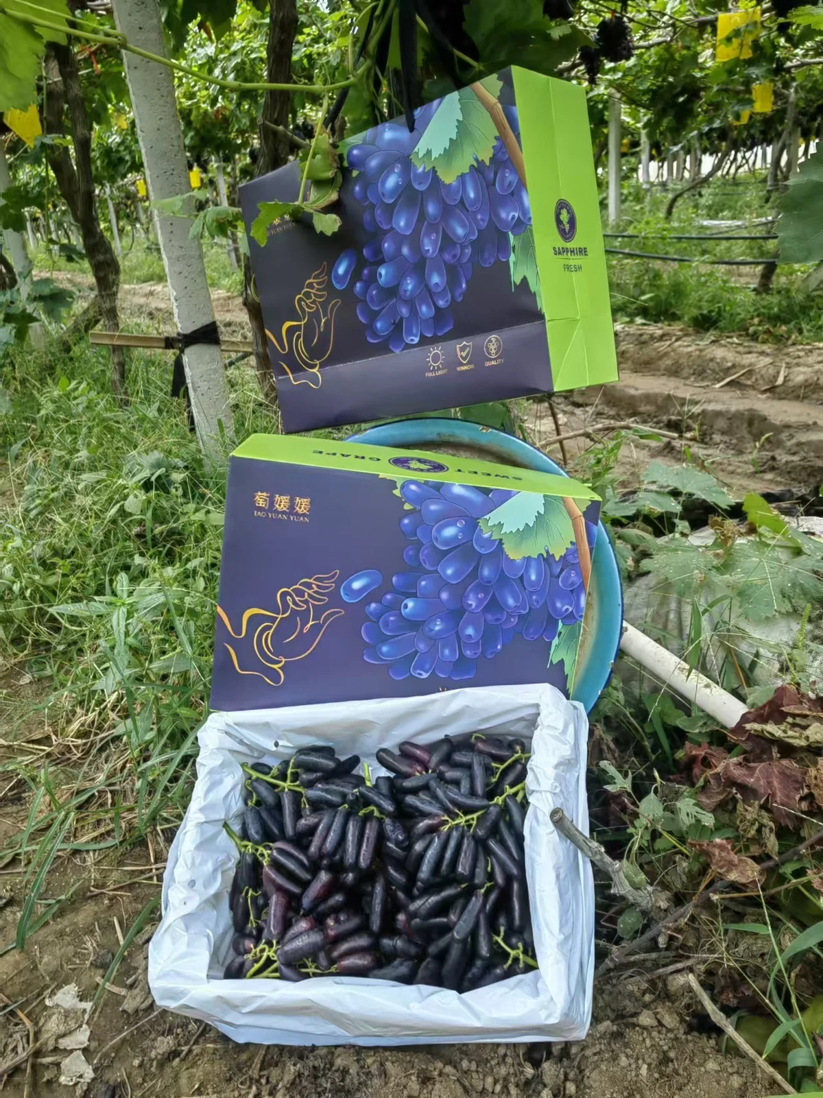 葡萄礼盒与鲜果展示